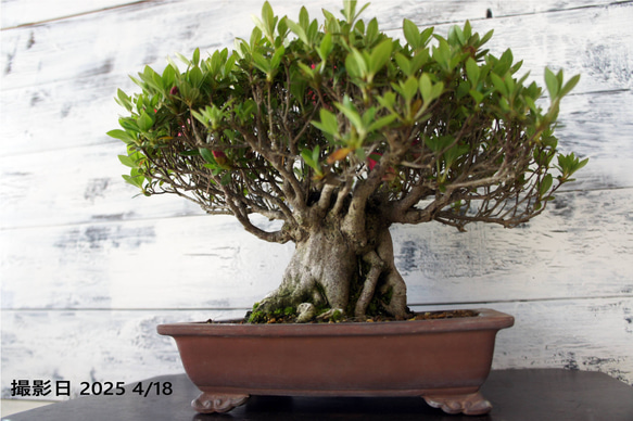 盆栽 『サツキ（珍山）』 花 和風 インテリア 園芸 ガーデニング