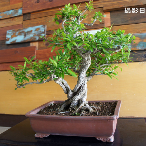 盆栽 『ザクロ』 実 和風 インテリア 園芸 ガーデニング オブジェ 観葉