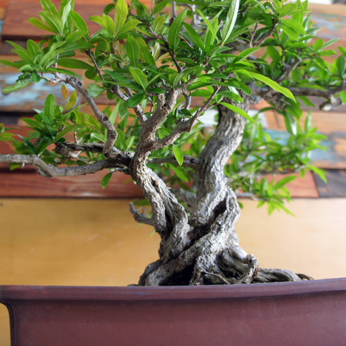 盆栽 『ザクロ』 実 和風 インテリア 園芸 ガーデニング オブジェ 観葉