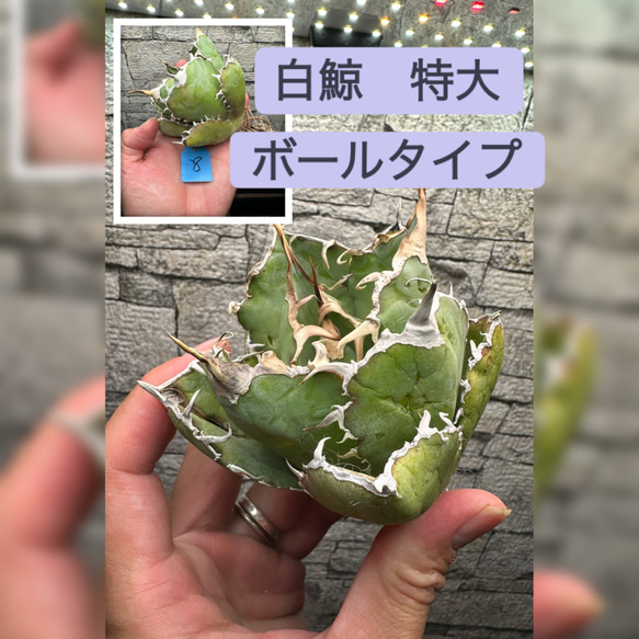 アガベ】白鯨 特大株 ボールタイプ ※同等品送付 多肉植物 yutaenshis