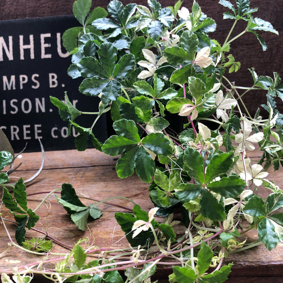 斑入りシュガーバイン♡希少♡観葉植物♡垂れ下がり アートフラワー