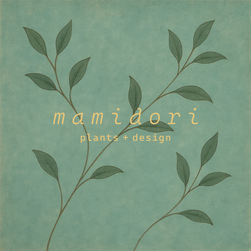 鉢セット販売]サトイモ科3種_paradise (1点限り) その他インテリア雑貨