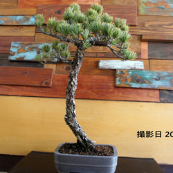 盆栽 『サツキ（珍山）』 花 和風 インテリア 園芸 ガーデニング