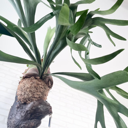 ビカクシダ 流木 のおすすめ人気通販 検索結果｜Creema(クリーマ