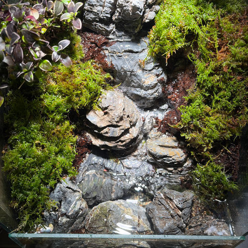 大きな滝のアクアテラリウム テラリウム frogAndPaludarium 通販