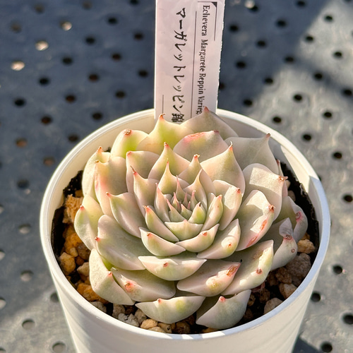 お得！大人気 多肉植物 エケベリア錦 8苗セット 多肉植物 kimizuenta29