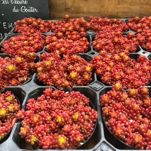 希少種♡レッドベリー♡多肉植物♡セダム♡もりもり アートフラワー