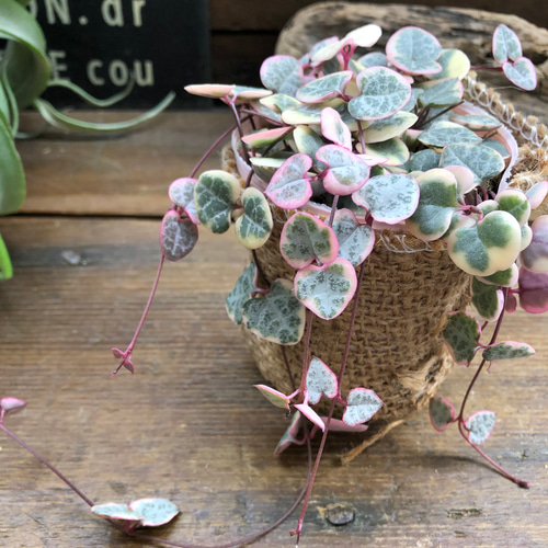 レディーハート♡斑入りハートカズラ♡垂れ下がり♡多肉植物 多肉植物