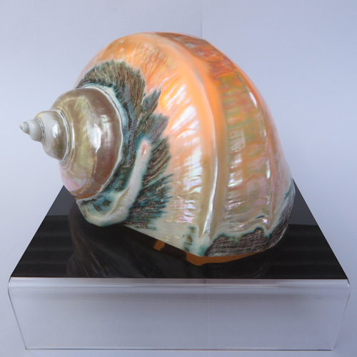 夜光貝ランプ その他置物 カイカイ 通販 8080066｜Creema(クリーマ