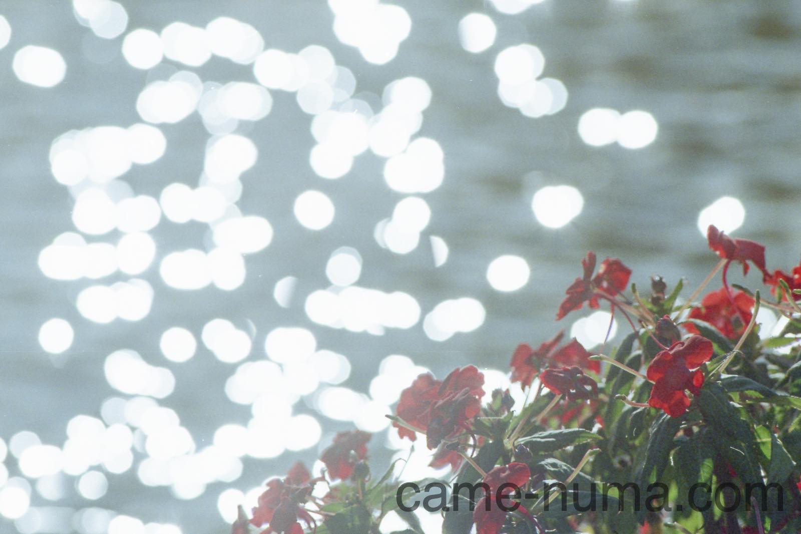 FD 200mm F4 の実力: ジャンク箱の住人は人気オールドレンズの夢を見る