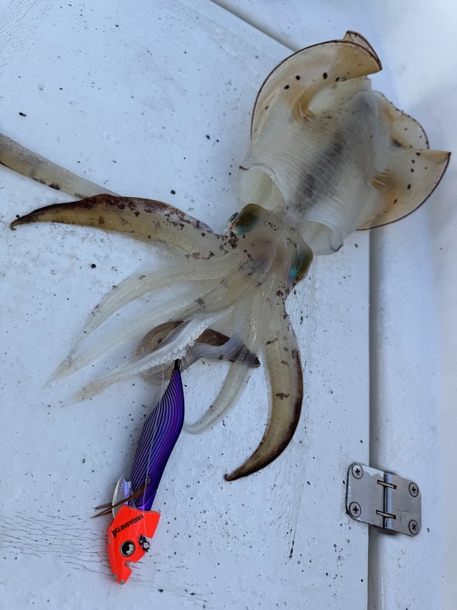 ダイワ エギングロッド エメラルダス EX BOAT 511MLS-SMT(スピニング 2