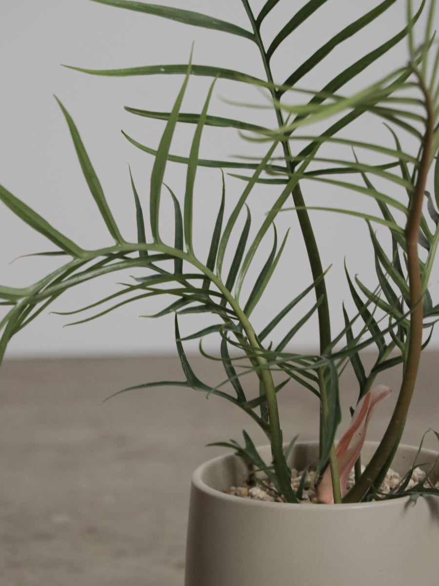 フィロデンドロン トータム