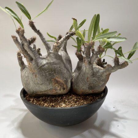 オペルクリカリア パキプス 現地球 – Caudex