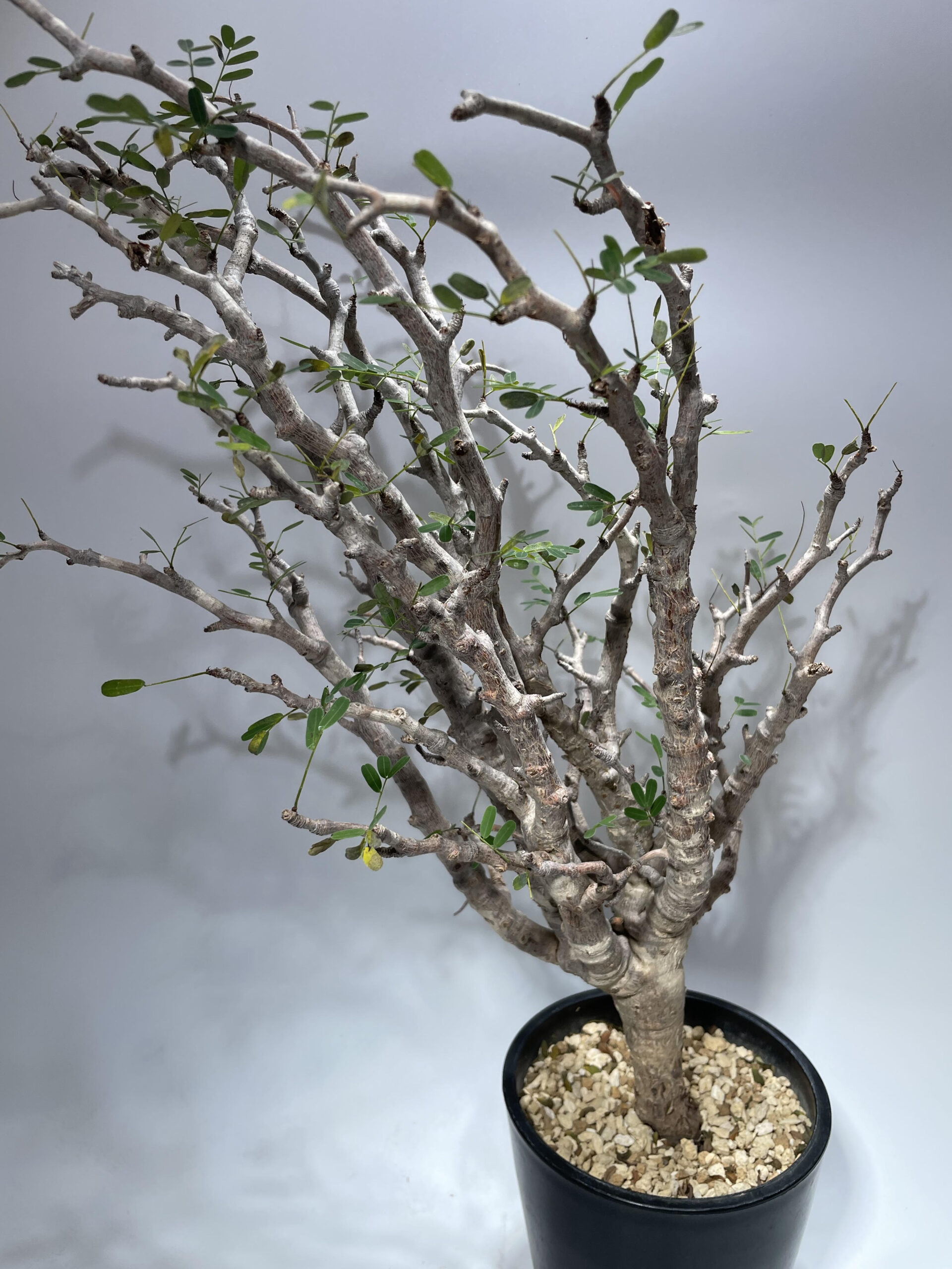 センナ メリディオナリス 現地球 – Caudex