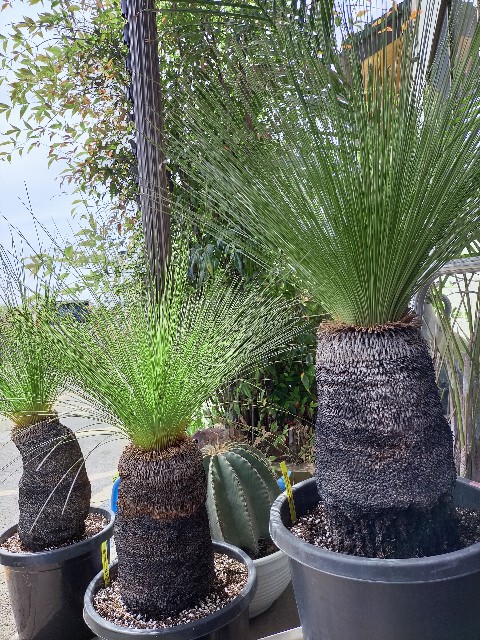 クサントロエア・ジョンソニー(ブラックボーイ) - green & smile 笑顔