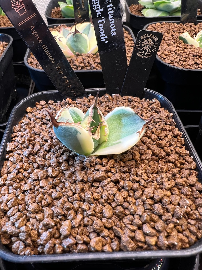 まとめ】アガベ・チタノタ・スナグルトゥースの育成記録【水苔発根管理