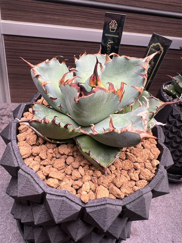 アガベ・チタノタ・黒鯨の胴切りに挑戦しました【子株収穫】 - つばさ