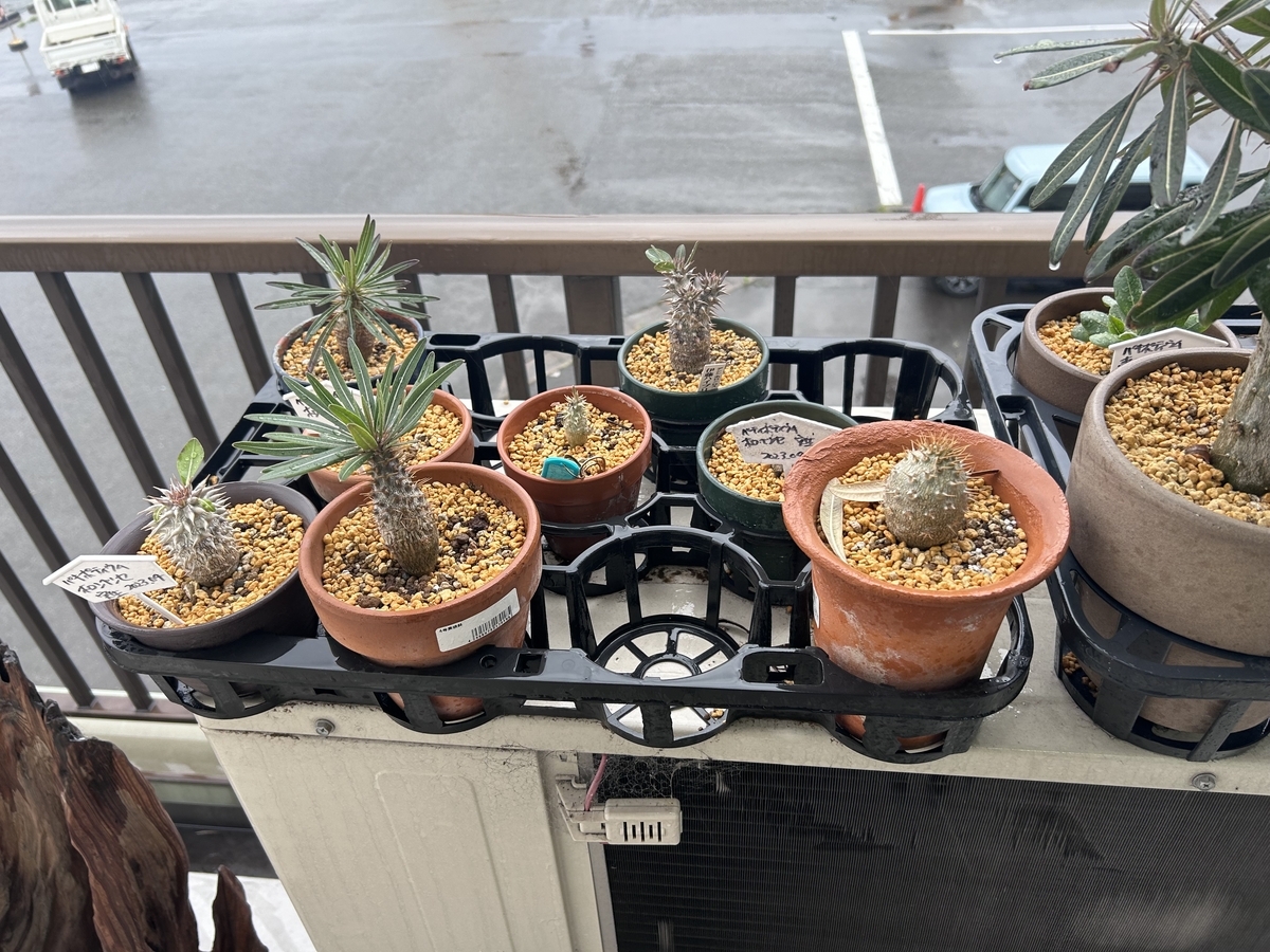 塊根植物（パキポティウム） 実生株① 2023年 - Kinjyo-Futoのブログ