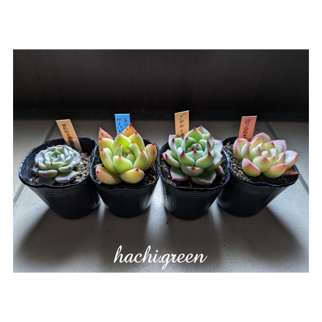 42【多肉植物】ざわわxコロラータ・ざわわx沙羅姫牡丹・花うららx