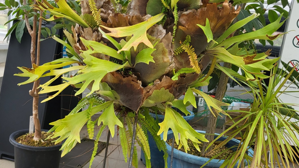 入手したP.ridleyi dwarf sporeling（ビカクシダ）苗のその後