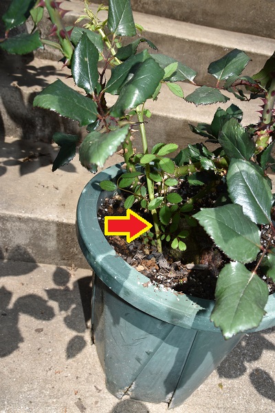 遊び道具の準備 - 関西ばら会