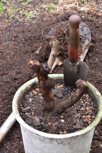 遊び道具の準備 - 関西ばら会