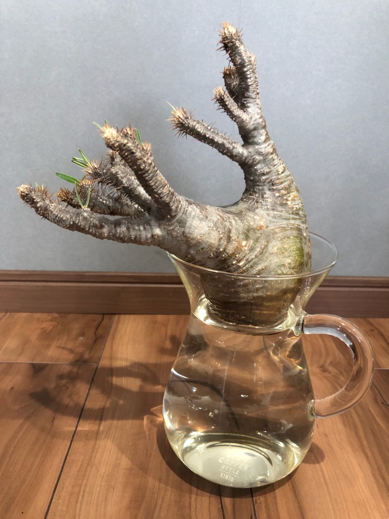 グラキリスの発根管理を水耕で行う その後② - KOCHITORA.TV