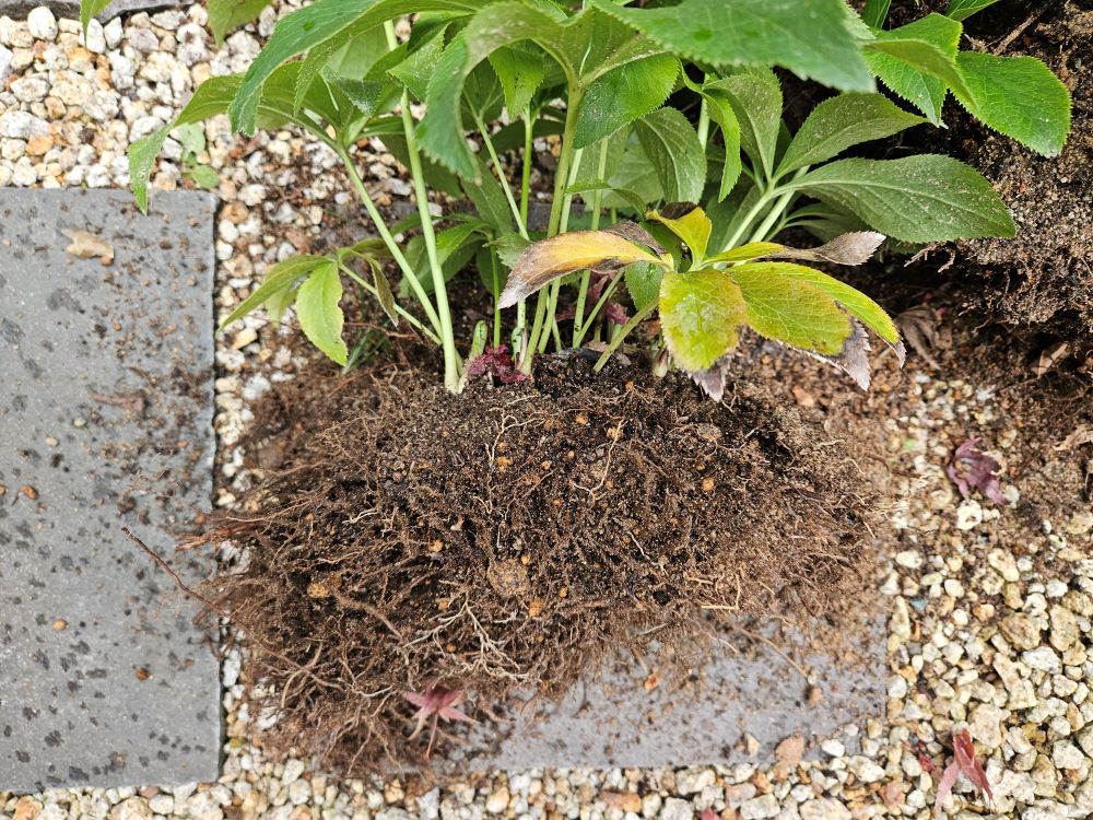 花が咲かないクリスマスローズの株分けと植え替え - 庭と家