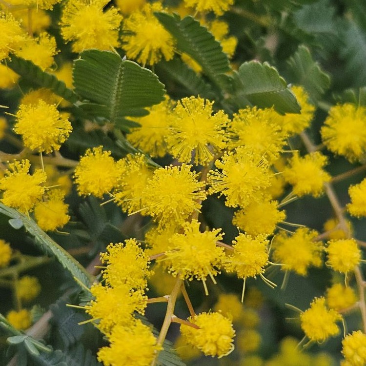 ミモザの花を咲かせるため最初の剪定時期に注意することの次にすること