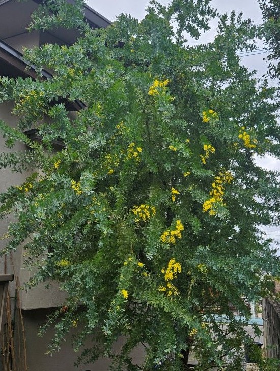 ミモザの花を咲かせるため最初の剪定時期に注意することの次にすること
