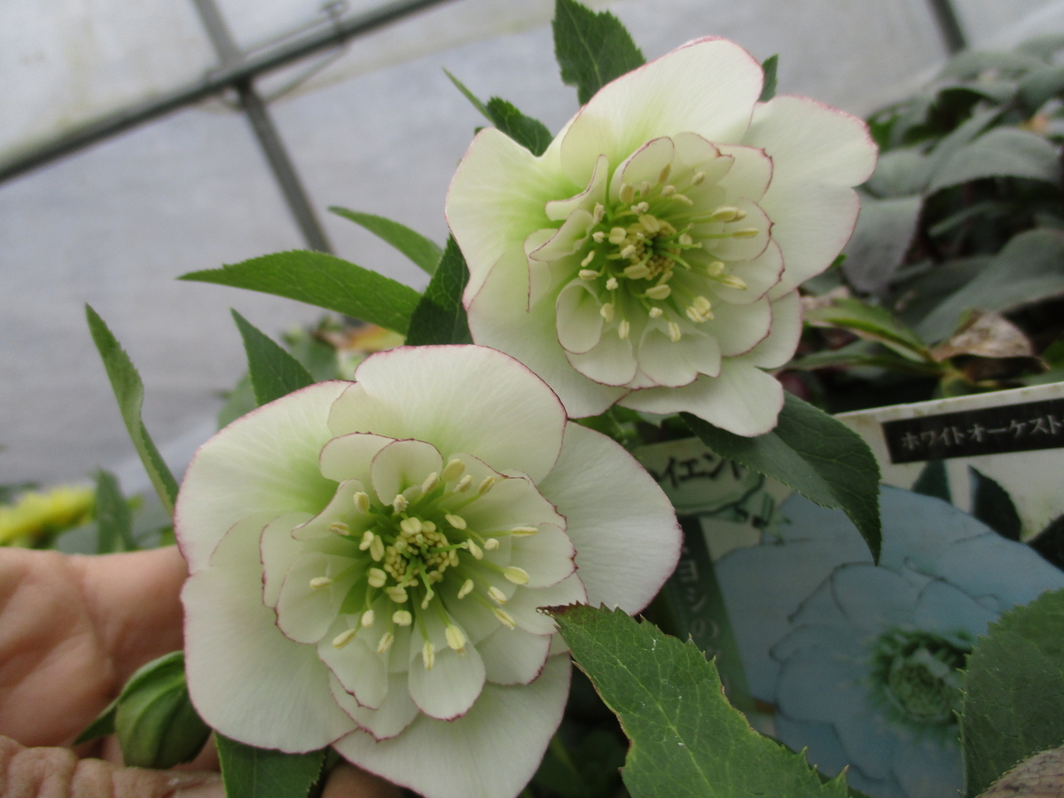 クリスマスローズ 2023-3 セミダブル咲き - まつこの庭