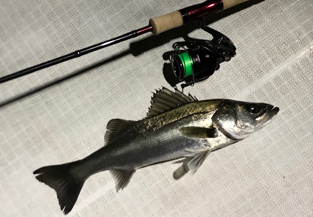 スコーピオン2652R-2の1年使用レビュー - Train-Fishing