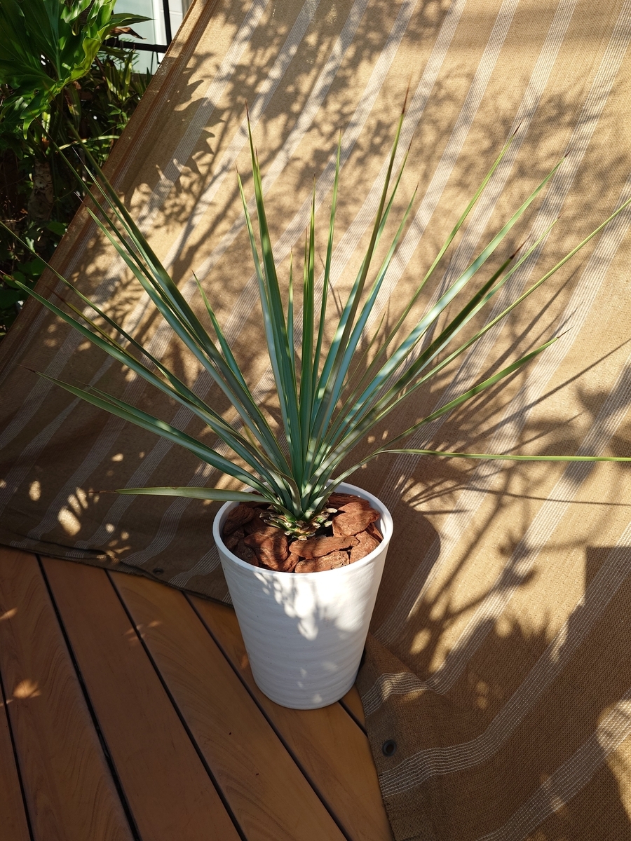 ユッカ リギダ - papagreen's diary