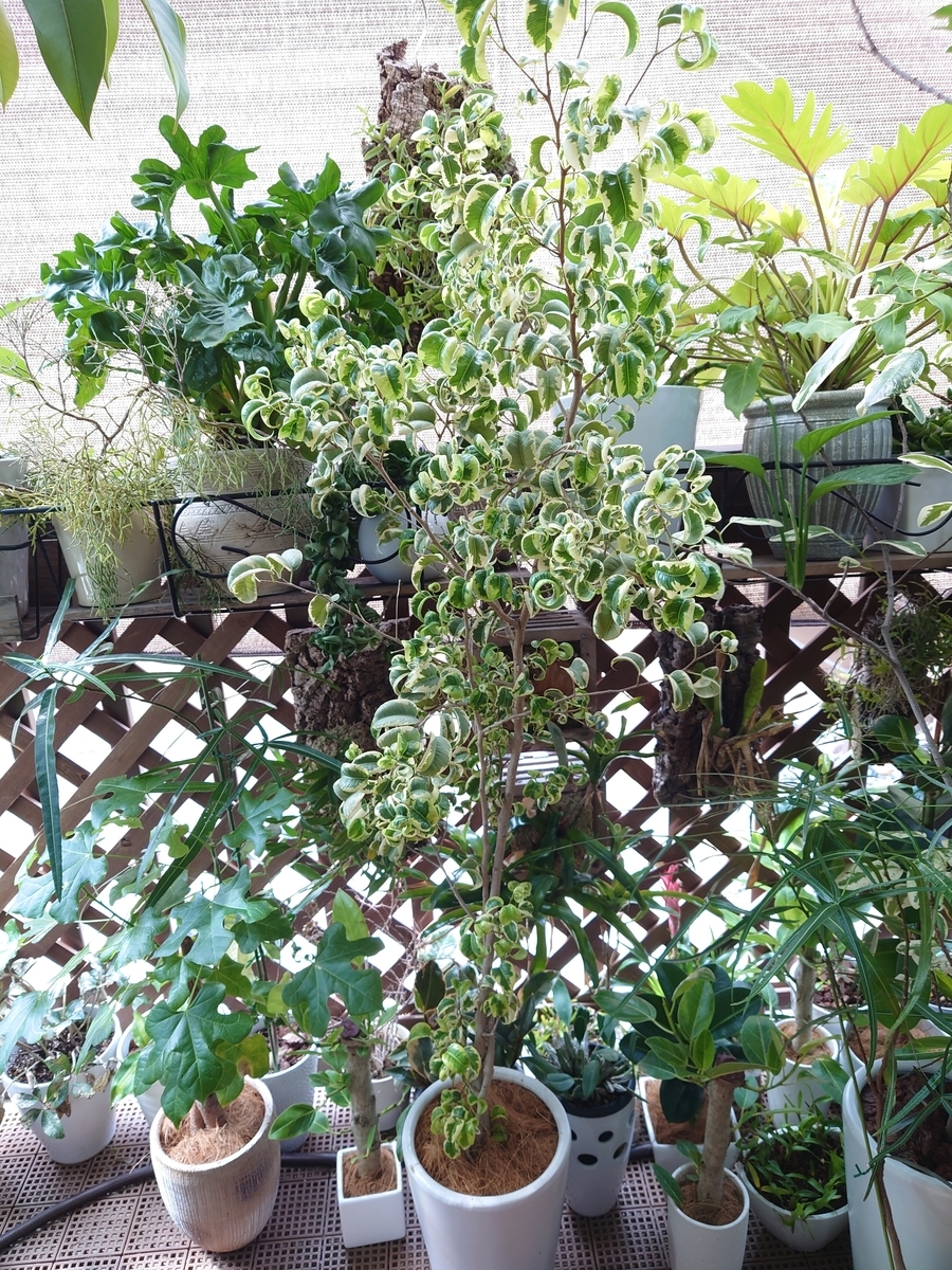 ベンジャミンバロック シタシオン斑入り - papagreen's diary