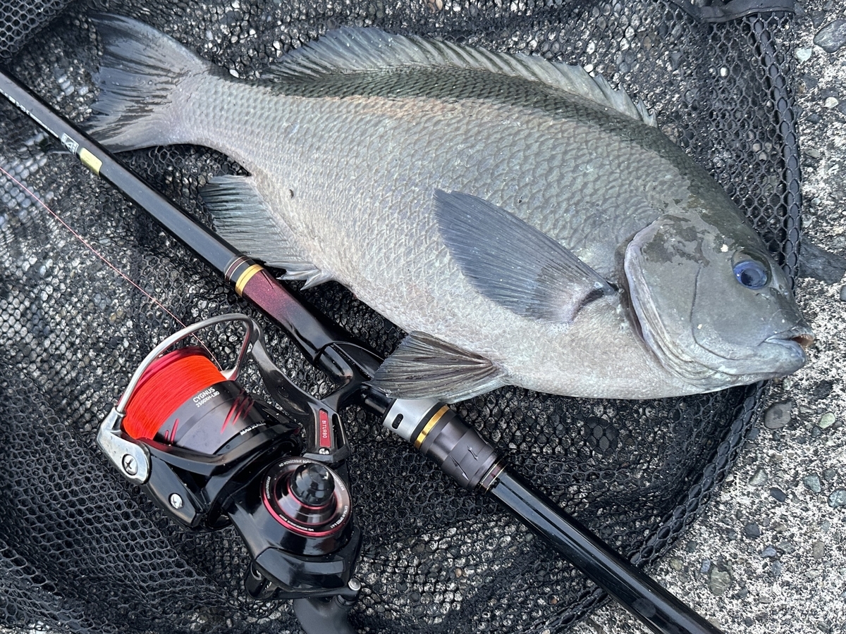 ダイワ23シグナス】実釣インプレ！チヌ釣りでの個人的評価と本音