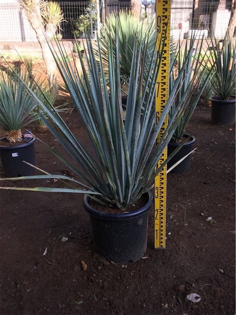 ユッカ・リギダ 鉢の植え替えをしてみた。 - ブサイク中年オヤジが
