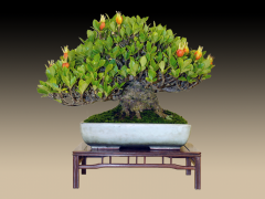 クチナシの交配 - BONSAIちえ