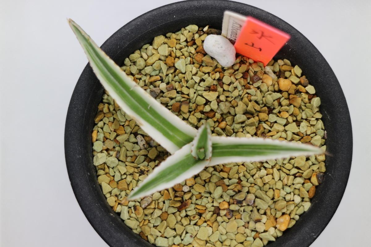 わが家で一番高価な多肉植物は……アガベ 氷山 - ブルックリンライフハック