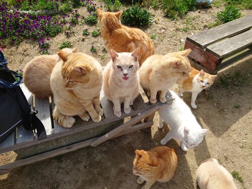 2024年4月 松山旅行2日目 睦月島 猫ちゃん少し 愛媛県立美術館』松山