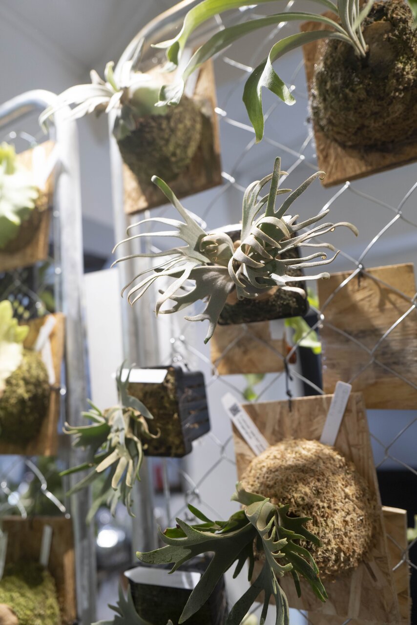 壁を飾り、育てるインテリアプランツ。ビカクシダとのワイルドな生活