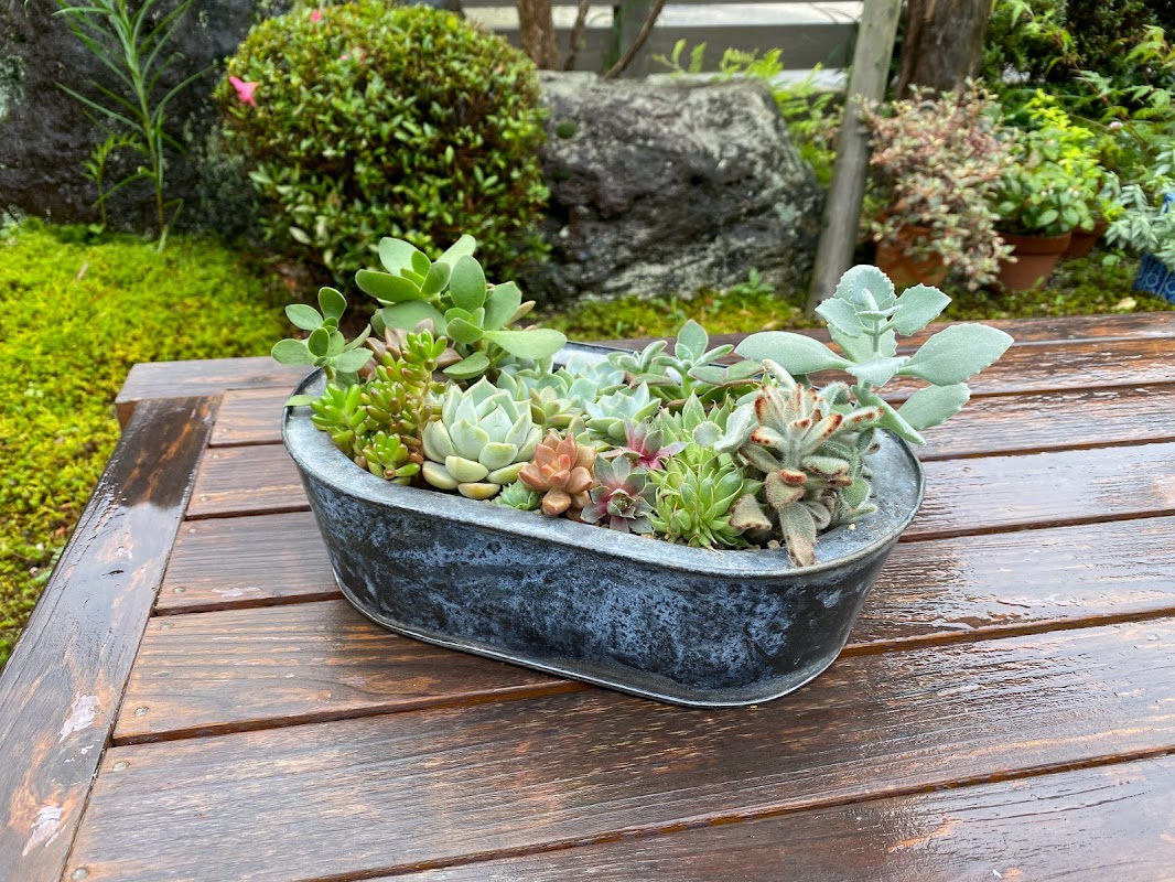 多肉植物の寄せ植え うけたまわります！ | 星海堂（せいかいどう）