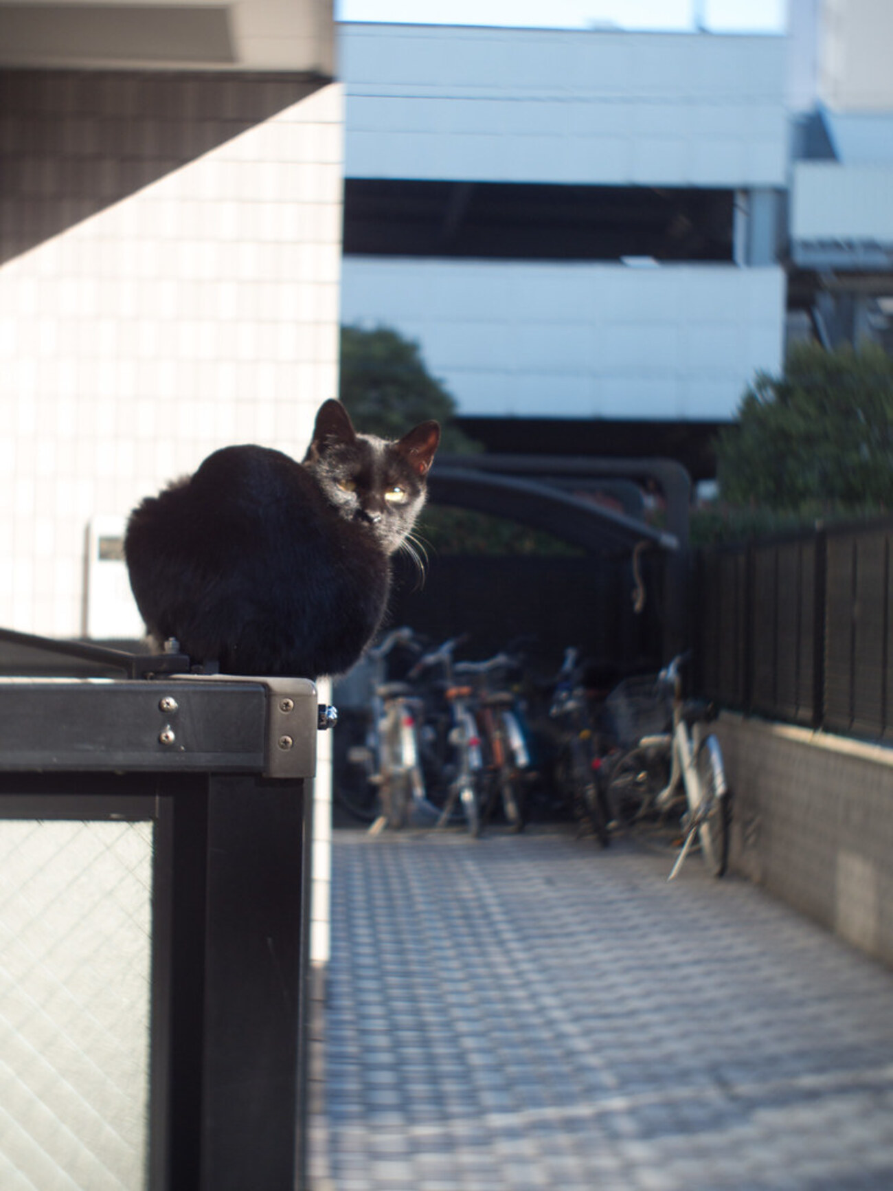 backend=imagemagick;version=1;