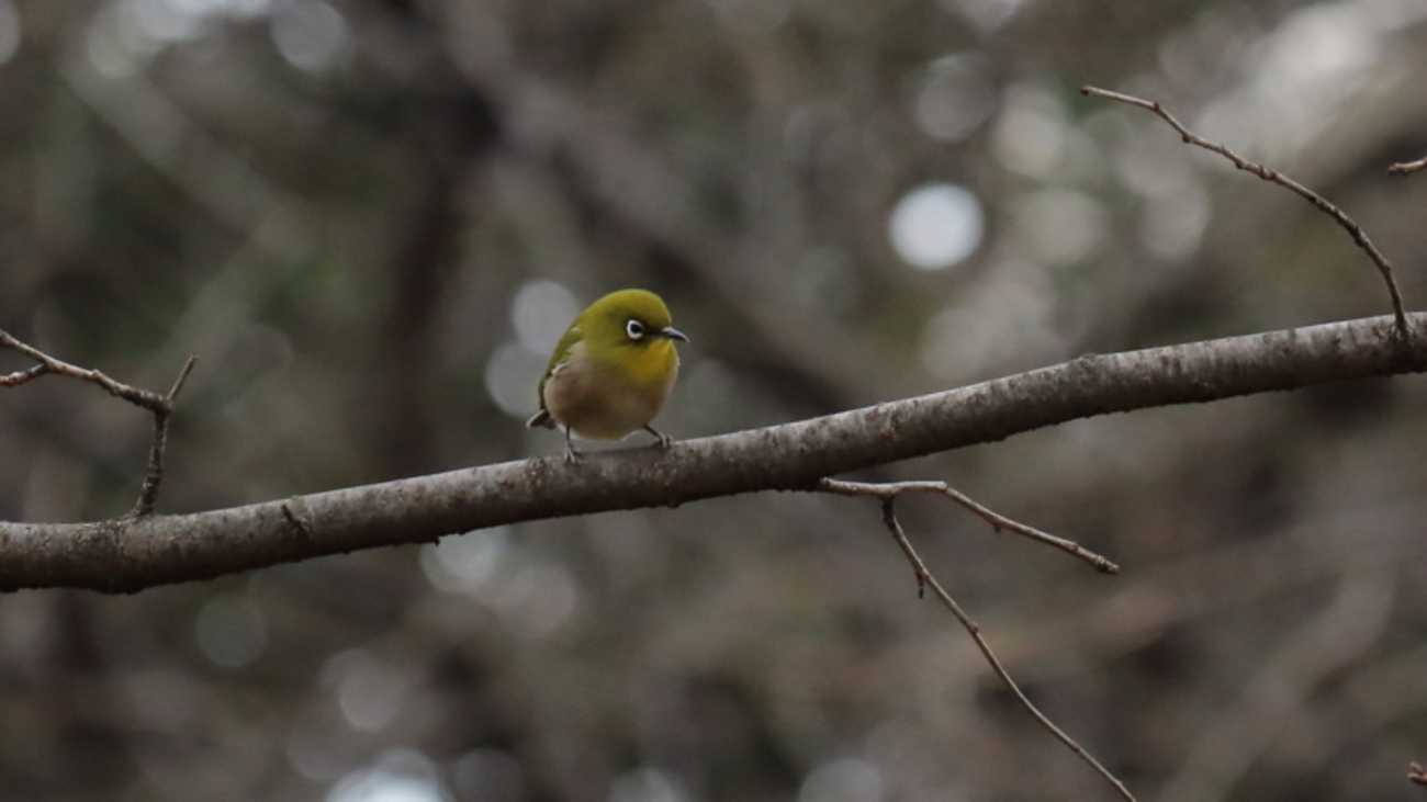 backend=imagemagick;version=1;