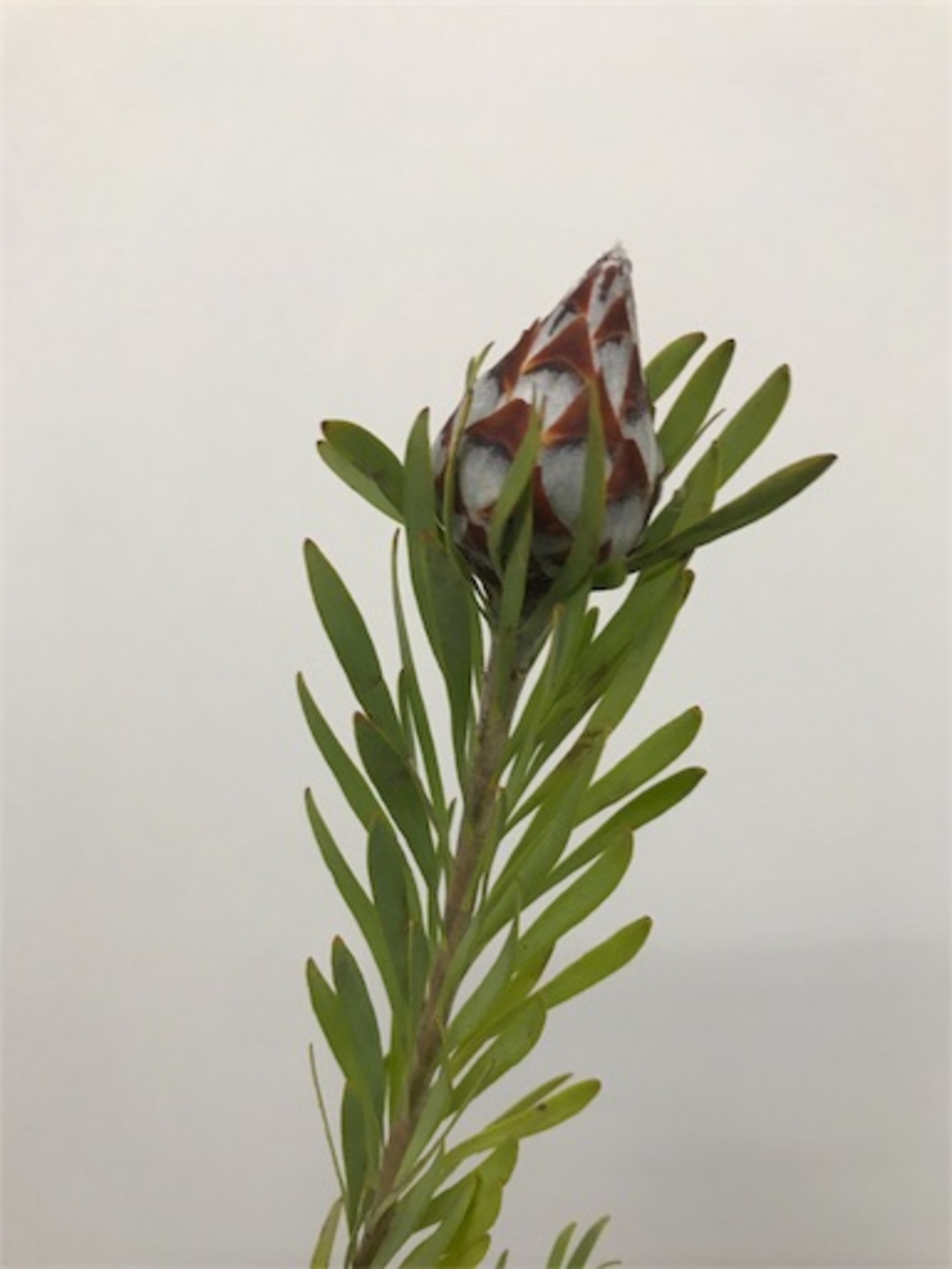 backend=imagemagick;version=1;