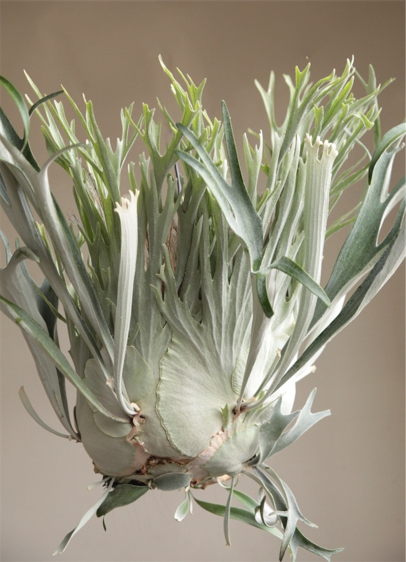 P. veitchii (wild) - bikalog