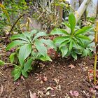 花が咲かないクリスマスローズの株分けと植え替え - 庭と家