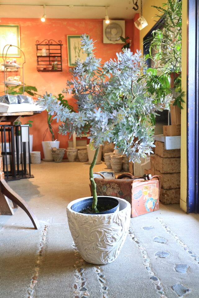 1点のみ！大きな ミモザ アカシア の木 プルプレア シルバーリーフ