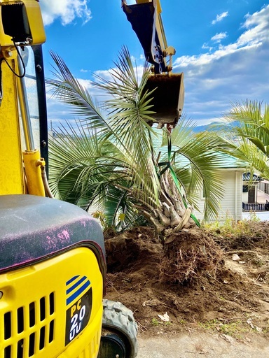 夏季は中断です庭木買取 メール見積もり無料 (やすい農園) 鹿児島の不
