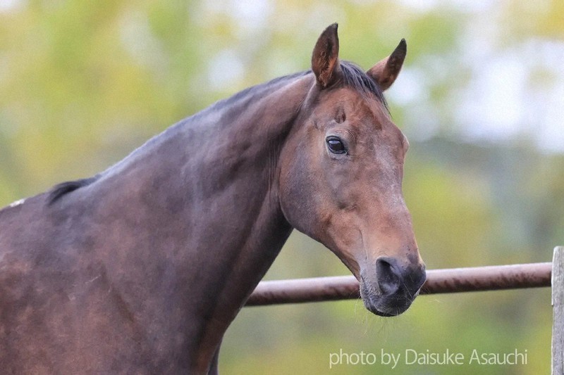 競馬 ナイスネイチャが死ぬ 1990年代に活躍した人気馬 | 毎日新聞