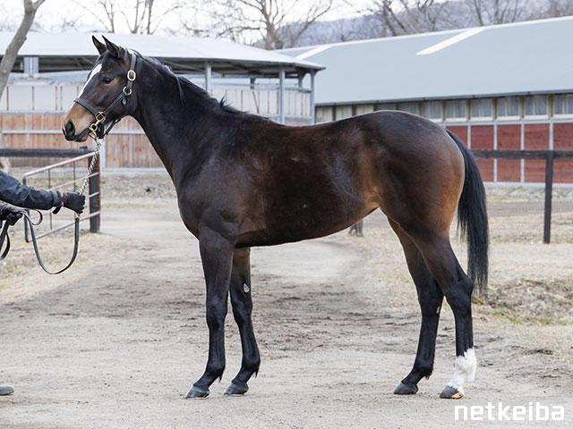 ラッキーカムカム (Lucky Come Come) | 競走馬データ - netkeiba